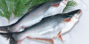 Pangasius Fish Seed
