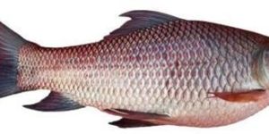 Rohu Fish Seed
