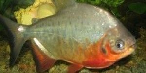 Roopchand Fish Seed