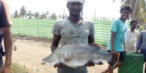 Seabass Fish Seed