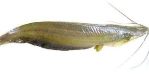 Shingi Fish Seed