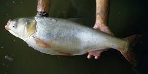 Silver Carp Fish Seed