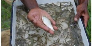 Tilapia Fish Seed
