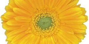 Dana Ellen Gerbera Flower