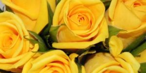 Gold Strike Rose Flower