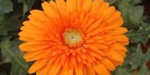 Goliath Gerbera Flower