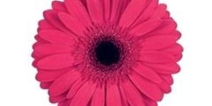 Intense Gerbera Flower
