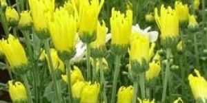 Spider Gold Chrysanthemum Flower