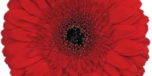 Stanza Gerbera Flower