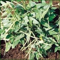 Cow Pea Seed