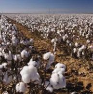 Natural Cotton Ginning