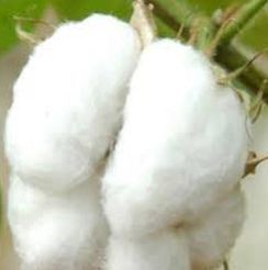 Raw Cotton