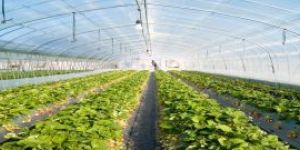 Greenhouse Shade Net