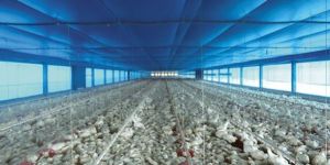 Poultry Shade Net