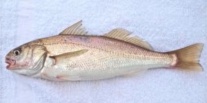 Croaker Fish