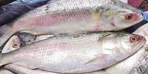 Hilsa Fish