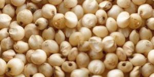 Sorghum