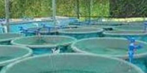 Aquaculture