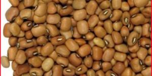 Pigeon Pea Seed
