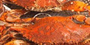 Mud Crab