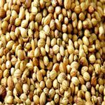 Coriander Seeds
