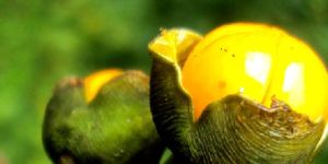 Celastrus Paniculatus