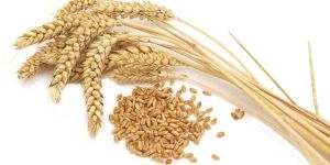 Wheat Seeds