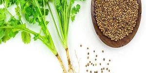Coriander