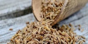 Cumin Seed