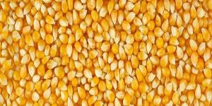 Maize