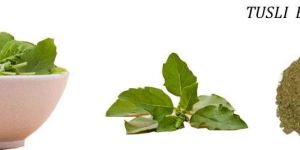Tulsi Extract