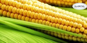 Maize