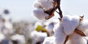 Cotton