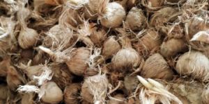 Saffron Bulbs