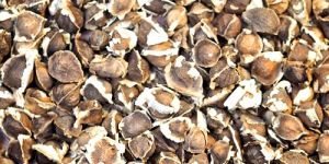 Moringa Seeds