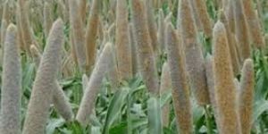 Pearl Millet