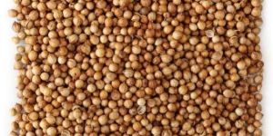 Coriander Seed