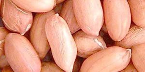 Peanut Kernels