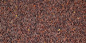 Mustard Seeds