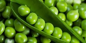 Fresh Green Peas