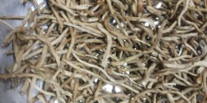 White Shatavari Roots