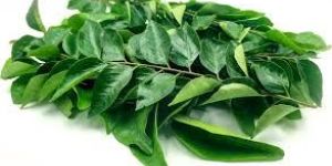 Fresh Curry Leaves
