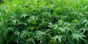 Malbar Neem and Malbar Veppa Tree