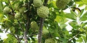 Custard Apple Plants