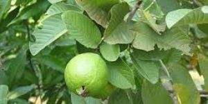 Fruit Plant Varieties