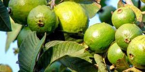 Guava Plant