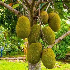 Jackfruit Plant