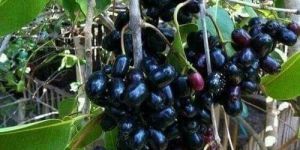 Jamun Plant