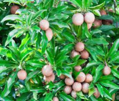 Sapota Plant