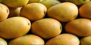 Banganapalli Mango